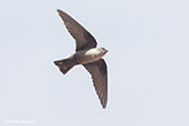 Crag Martin, Sous Valley, Morocco, May 2014 - click for larger image