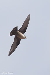 Crag Martin, Sous Valley, Morocco, May 2014 - click for larger image