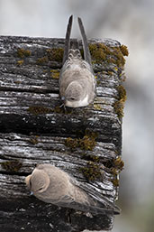 Crag Martin, Dordogne, France, August 2017 - click for larger image