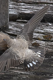 Crag Martin, Dordogne, France, August 2017 - click for larger image