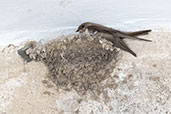 Crag Martin, Trujillo, Extremadura, Spain, May 2022 - click for larger image