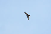 Crag Martin, Samaria Gorge, Crete, November 2002 - click for larger image