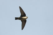 Crag Martin, Samaria Gorge, Crete, November 2002 - click for larger image