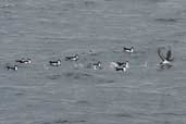 Manx Shearwater, Western Isles, Scotland, August 2003 - click for larger image