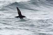 Manx Shearwater, Western Isles, Scotland, August 2003 - click for larger image