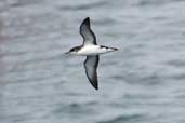 Manx Shearwater, Western Isles, Scotland, August 2003 - click for larger image