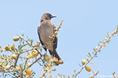 Common Bulbul, Sous Valley, Morocco, May 2014 - click for larger image