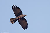 Alpine Chough, Oukaimeden, Morocco, May 2014 - click for larger image