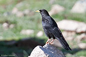 Alpine Chough, Oukaimeden, Morocco, May 2014 - click for larger image