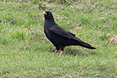 Alpine Chough, Arette, Pyrénées-Atlantiques, France, May 2022 - click for larger image