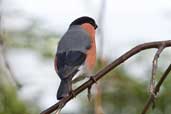 Bullfinch, Edinburgh, Scotland, April 2005 - click for larger image