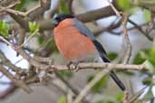 Male Bullfinch, Edinburgh, Scotland, April 2005 - click for larger image