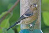 Immature Bullfinch, Edinburgh, Scotland, June 2005 - click for larger image