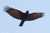 Red-billed Chough, Oukaimeden, Morocco, May 2014 - click for larger image