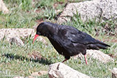 Red-billed Chough, Oukaimeden, Morocco, May 2014 - click for larger image