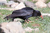 Red-billed Chough, Oukaimeden, Morocco, May 2014 - click for larger image