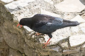 Red-billed Chough, Ronda, Spain, March 2017 - click for larger image