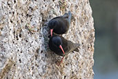 Red-billed Chough, Ronda, Spain, March 2017 - click for larger image