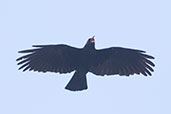 Red-billed Chough, Ronda, Spain, March 2017 - click for larger image