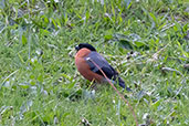 Bullfinch, Huesca County, Aragón, Spain, May 2022 - click for larger image