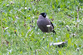 Bullfinch, Huesca County, Aragón, Spain, May 2022 - click for larger image