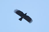 Red-billed Chough, Kourtaliotiko Gorge, Crete, November 2002 - click for larger image