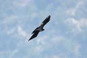 Red-billed Chough, Samaria Gorge, Crete, November 2002 - click for larger image