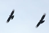 Red-billed Chough, Samaria Gorge, Crete, November 2002 - click for larger image