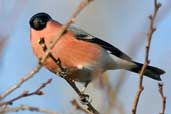 Male Bullfinch, Edinburgh, Scotland, January 2004 - click for larger image