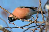 Male Bullfinch, Edinburgh, Scotland, January 2004 - click for larger image