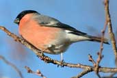 Male Bullfinch, Edinburgh, Scotland, January 2004 - click for larger image