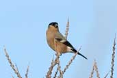 Female Bullfinch, Aberlady East Lothian, Scotland, February 2004 - click for larger image