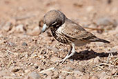 Thick-billed Lark, Boumalne du Dades, Morocco, April 2014 - click for larger image