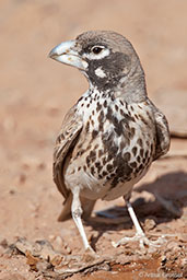 Thick-billed Lark, Boumalne du Dades, Morocco, April 2014 - click for larger image