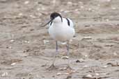 Avocet, Minsmere, Suffolk, England, March 2005 - click for larger image