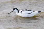 Avocet, Minsmere, Suffolk, England, March 2005 - click for larger image