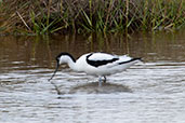 Avocet, Walberswick, Suffolk, England, July 2009 - click for larger image