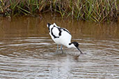 Avocet, Walberswick, Suffolk, England, July 2009 - click for larger image