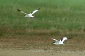 Avocet, Salthouse, Norfolk, England, June 2002 - click for larger image