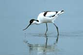 Avocet, Salthouse, Norfolk, England, June 2002 - click for larger image