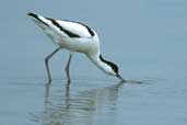 Avocet, Salthouse, Norfolk, England, June 2002 - click for larger image