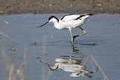 Avocet, Minsmere, Suffolk, England, September 2019 - click for larger image