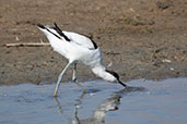 Avocet, Minsmere, Suffolk, England, September 2019 - click for larger image