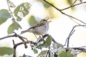 Common Firecrest, Huerta Grande, Andalucia, Spain, April 2022 - click for larger image