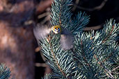 Common Firecrest, Navarredonda de Gredos, Castilla y León, Spain, May 2022 - click for larger image