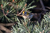 Common Firecrest, Navarredonda de Gredos, Castilla y León, Spain, May 2022 - click for larger image