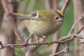 Goldcrest, Edinburgh, Scotland, February 2005 - click for larger image