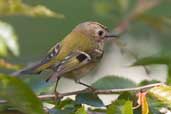 Goldcrest, Edinburgh, Scotland, April 2005 - click for larger image