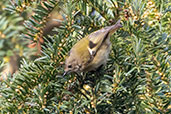 Goldcrest, Chelsworth, Suffolk, England, January 2021 - click for larger image