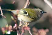 Goldcrest, Edinburgh, Scotland, February 2004 - click for larger image